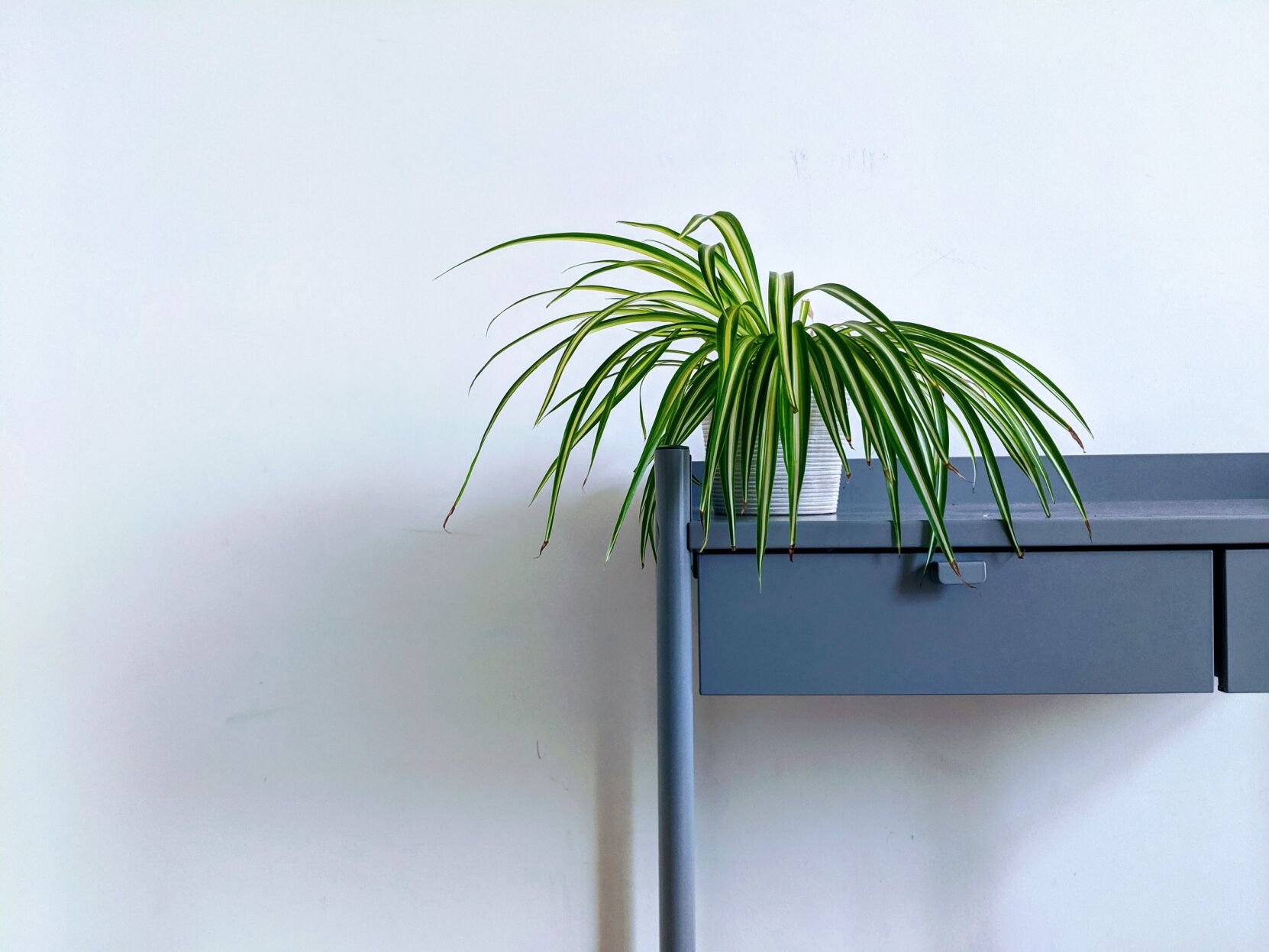 Spider plant (Chlorophytum comosum)